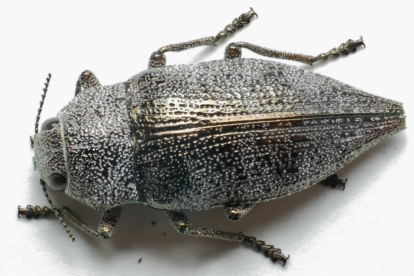 Buprestidae: Dicerca aenea ? S